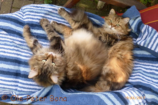 Spirit of New Heaven´s Catjuscha und  Sohn Max von der Gronau